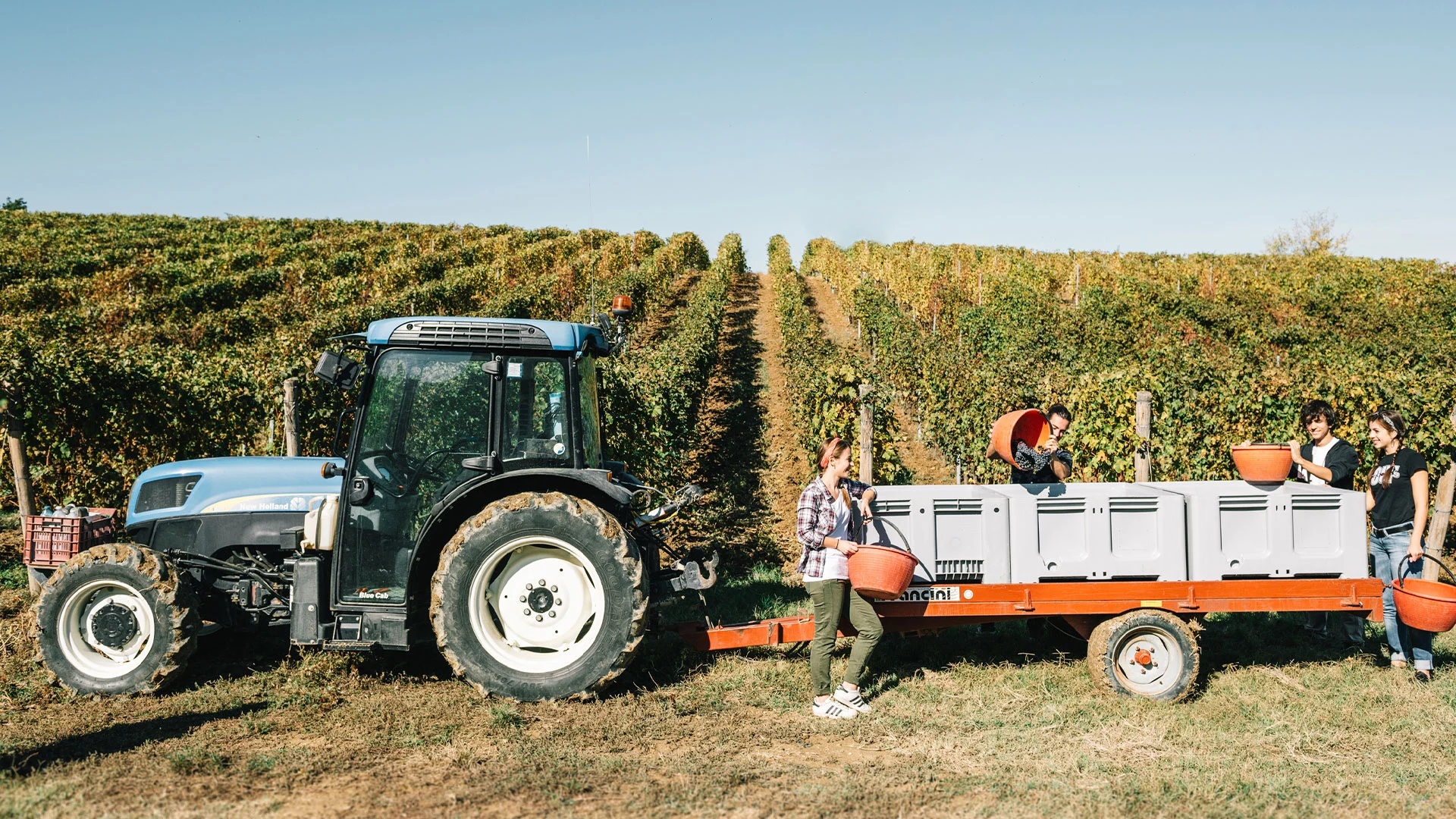 momento-della-vendemmia trattore con carico di uva