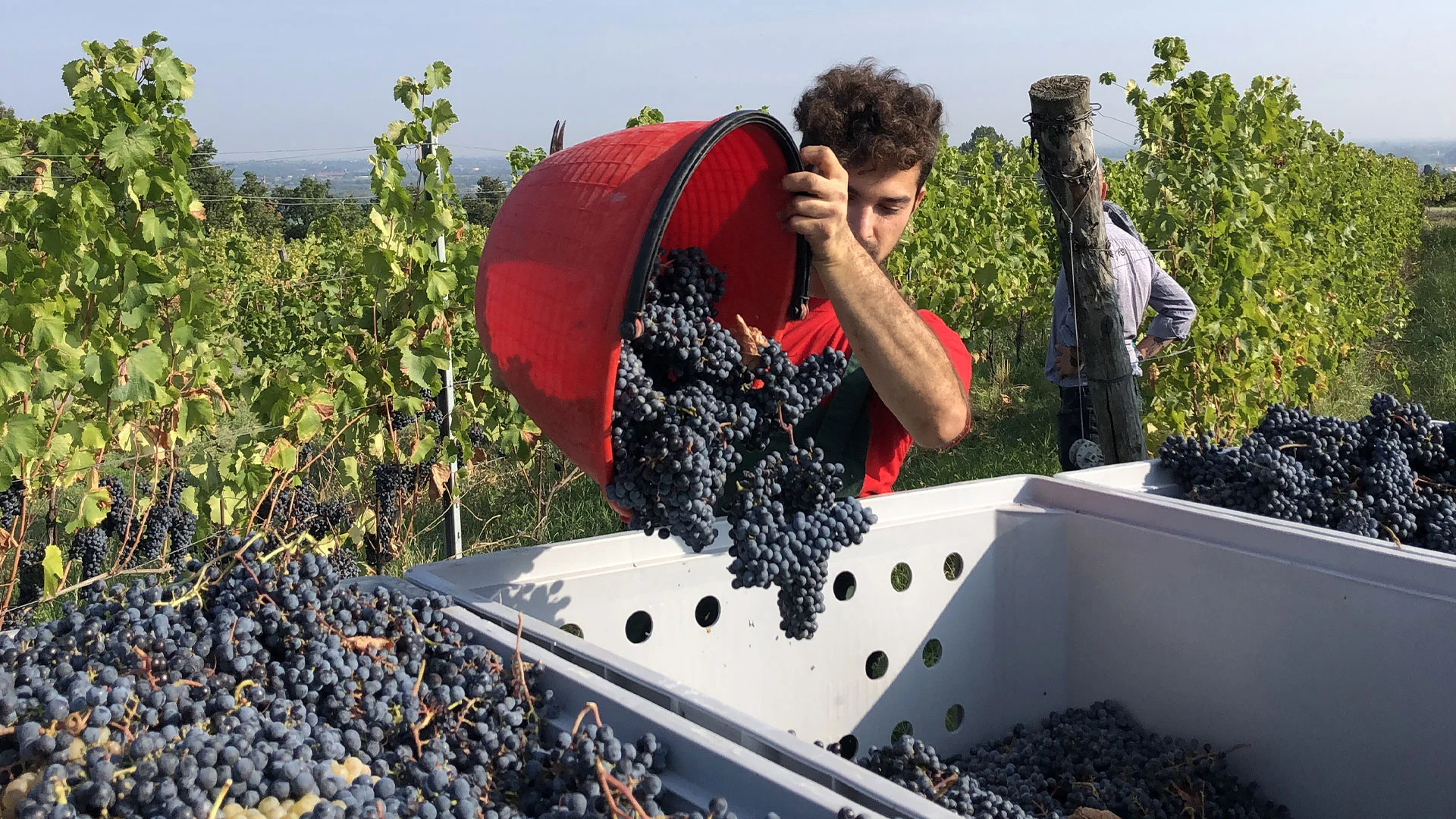 monte-delle-vigne-vendemmia durante la vendemmia
