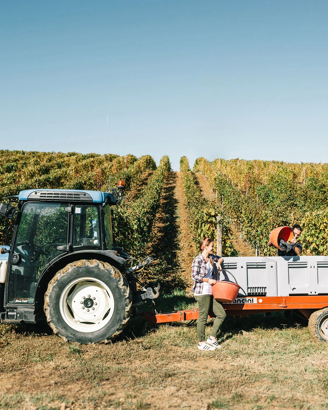 panorama-vendemmia-monte-delle-vigne trattore durante la vendemmia