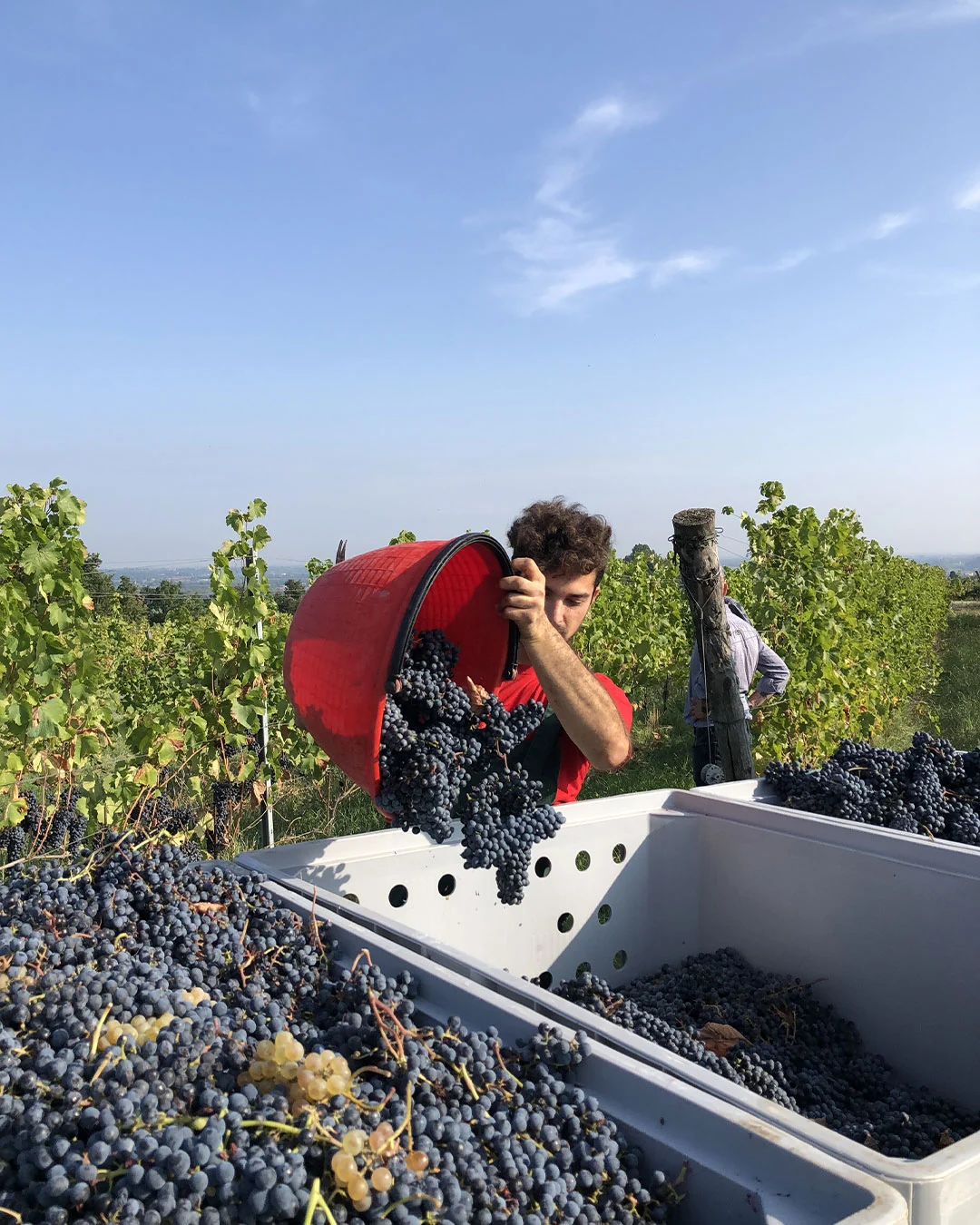 vendemmia-a-monte-delle-vigne raccolta uva a monte delle vigne