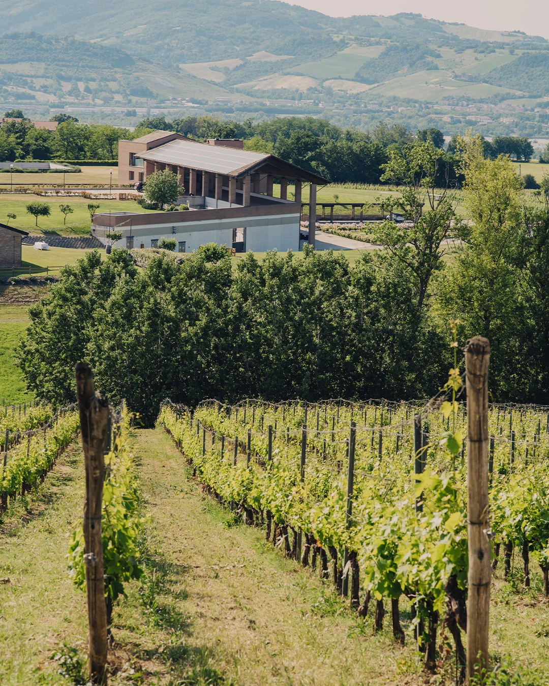 vitigno-monte-delle-vigne panoramica dei vigneti